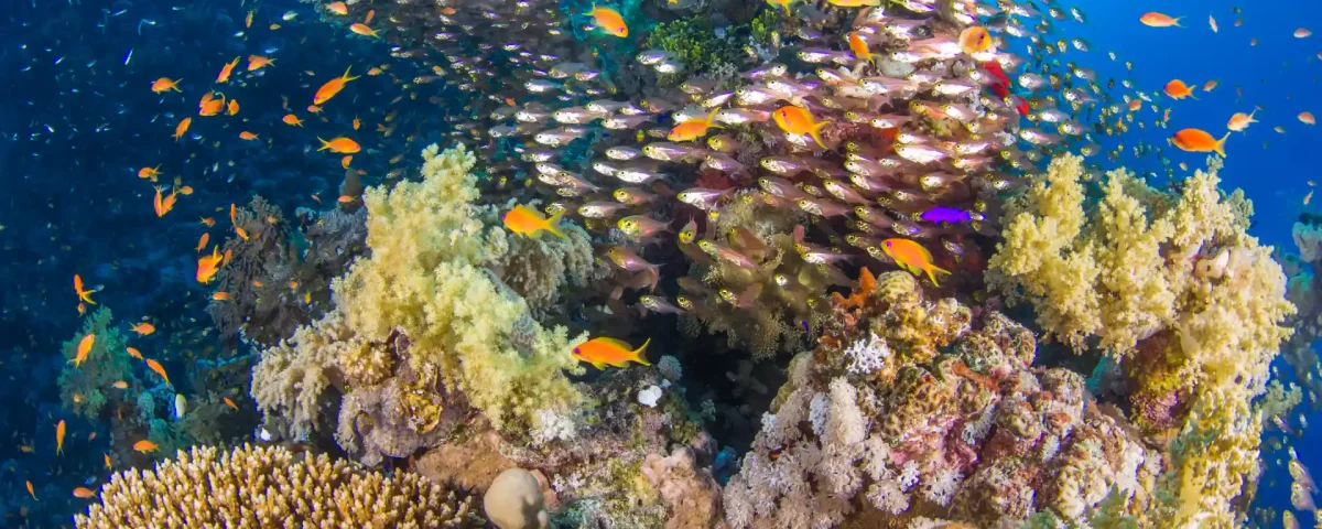 hurghada egypt reef