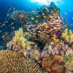 hurghada egypt reef