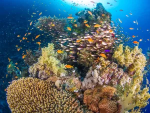 hurghada egypt reef