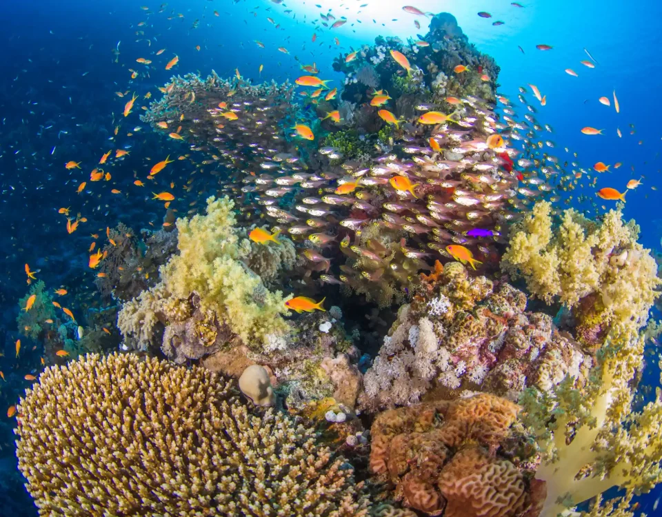 hurghada egypt reef