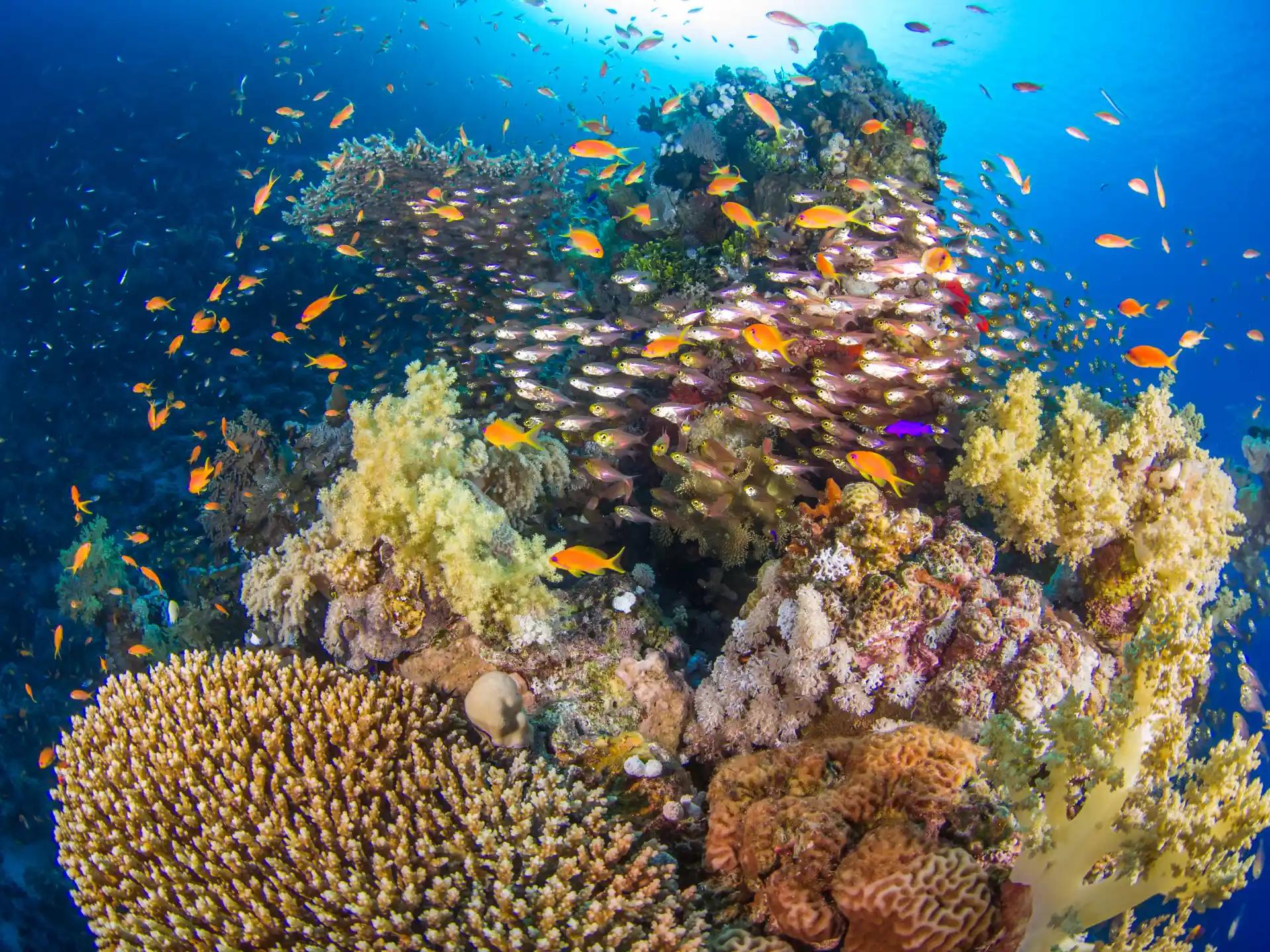 The Best Places To Dive In The Red Sea Why Hurghada Deserves A Top The Best Places To Dive In The Red Sea Why Hurghada Deserves A Top